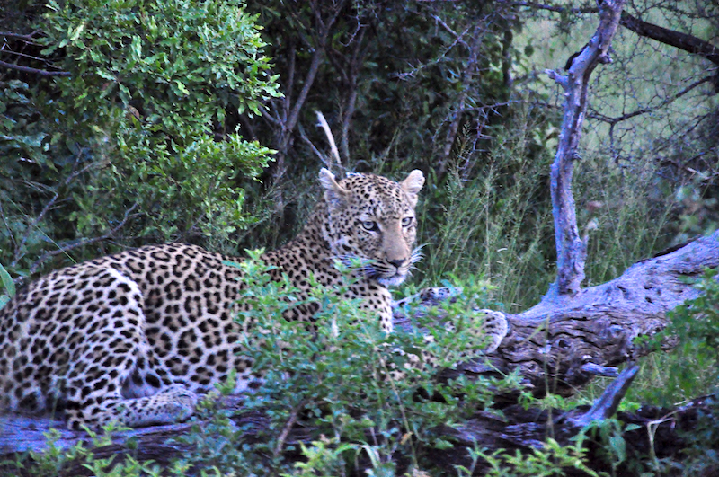 Melanie Heinrich - travel images - Lion Sands Private game reserver Hazyview